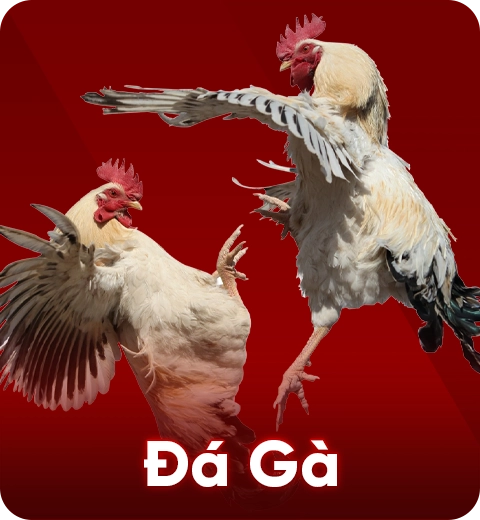 Trò chơi Đá Gà BEM88 – Đấu trường kịch tính, thưởng lớn mỗi ngày