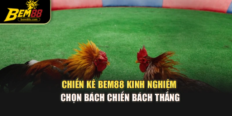 Chiến Kê BEM88 – Kinh Nghiệm Chọn Bách Chiến Bách Thắng