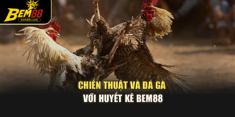 Chiến thuật và đá gà với huyết kê BEM88