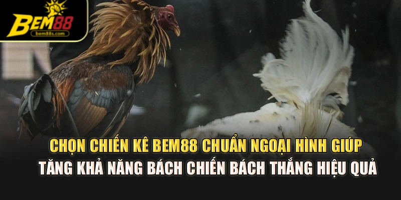 Chọn chiến kê BEM88 chuẩn ngoại hình giúp tăng khả năng bách chiến bách thắng hiệu quả