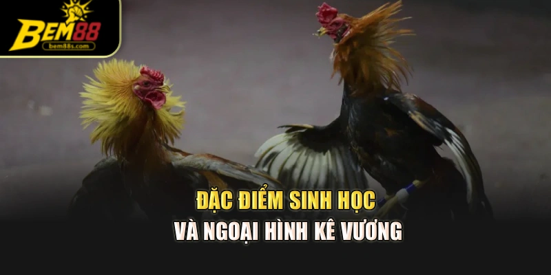 Đặc điểm sinh học và ngoại hình Kê Vương