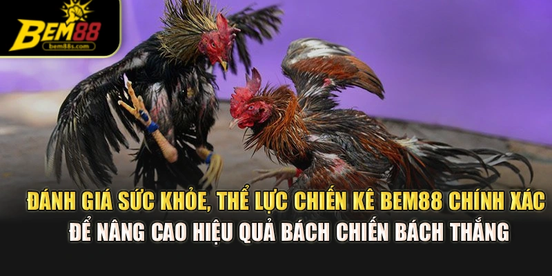 Đánh giá sức khỏe, thể lực chiến kê BEM88 chính xác để nâng cao hiệu quả bách chiến bách thắng