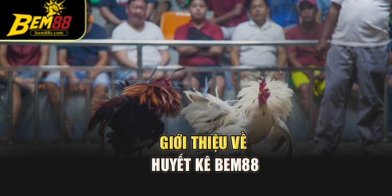 Giới thiệu về huyết kê BEM88
