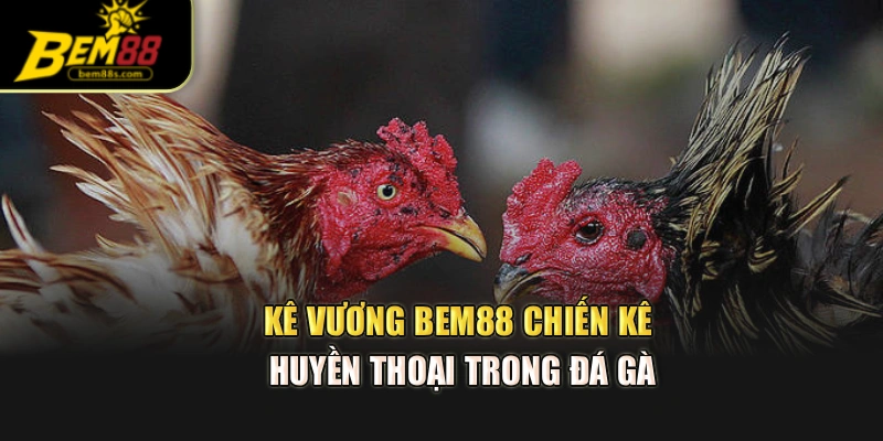 Kê Vương BEM88 – Chiến Kê Huyền Thoại Trong Đá Gà