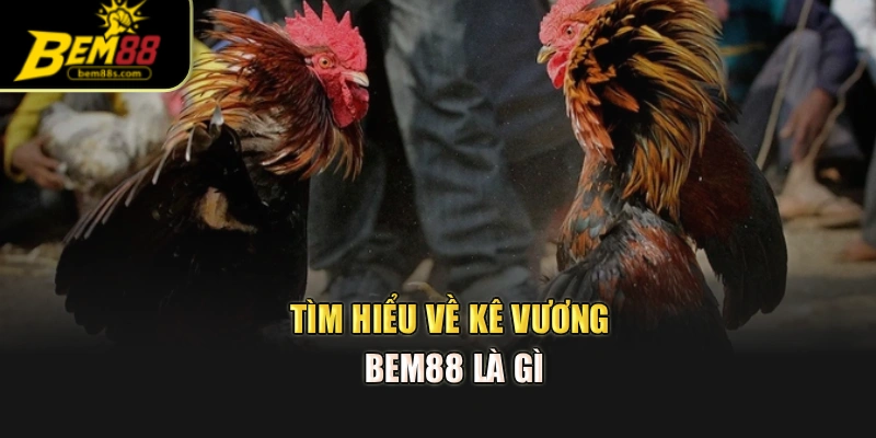 Tìm hiểu về kê vương BEM88 là gì