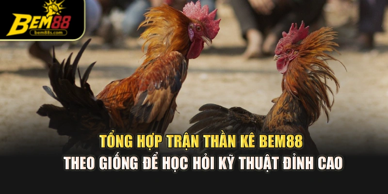 Tổng hợp trận thần kê BEM88 theo giống để học hỏi kỹ thuật đỉnh cao